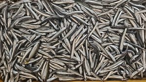 Гирице (килька)