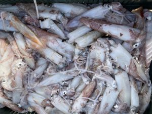 Белые Адриатические Кальмары