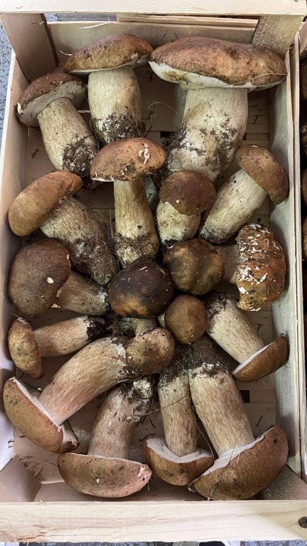 Белые грибы (свежие - Мойковац)